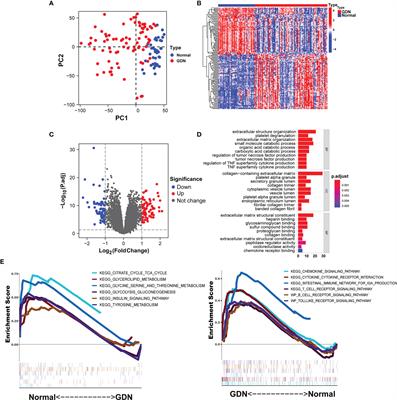 Identification and Verification of Diagnostic Biomarkers for Glomerular Injury in Diabetic Nephropathy Based on Machine Learning Algorithms